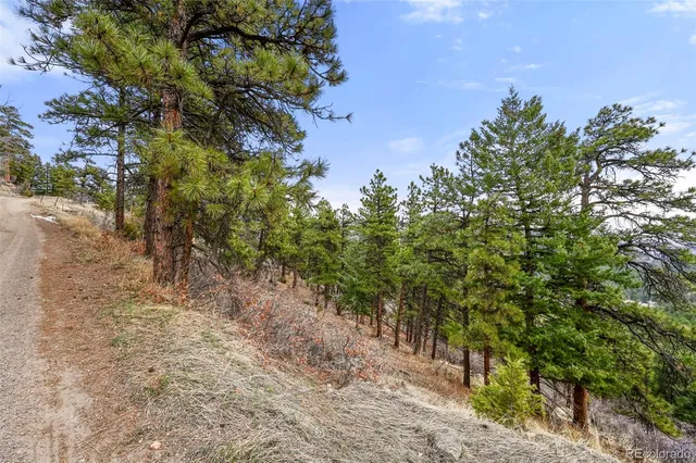 a view of a forest with trees in the background