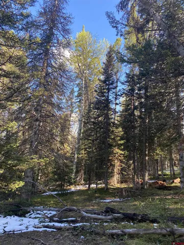 a view of a tree in the middle of a yard