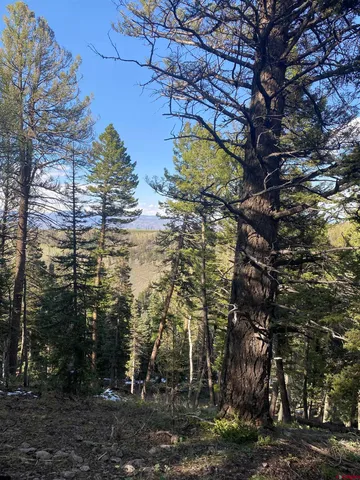 a view of a yard with trees