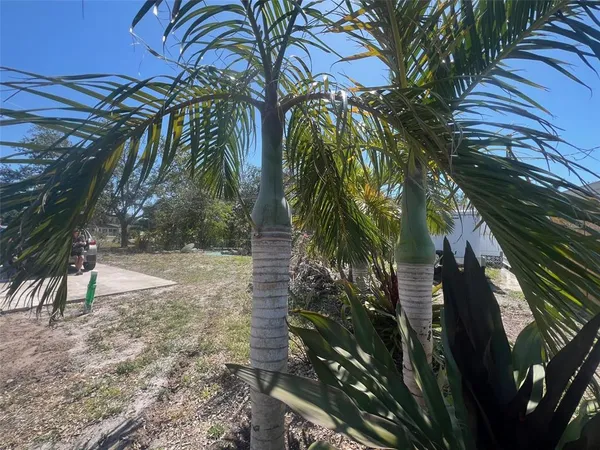 a view of a yard