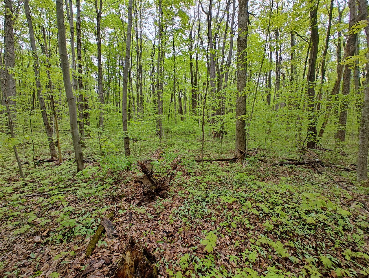 Vl Covert Road Northeast Mancelona, MI 49659 - Photo 8 of 22