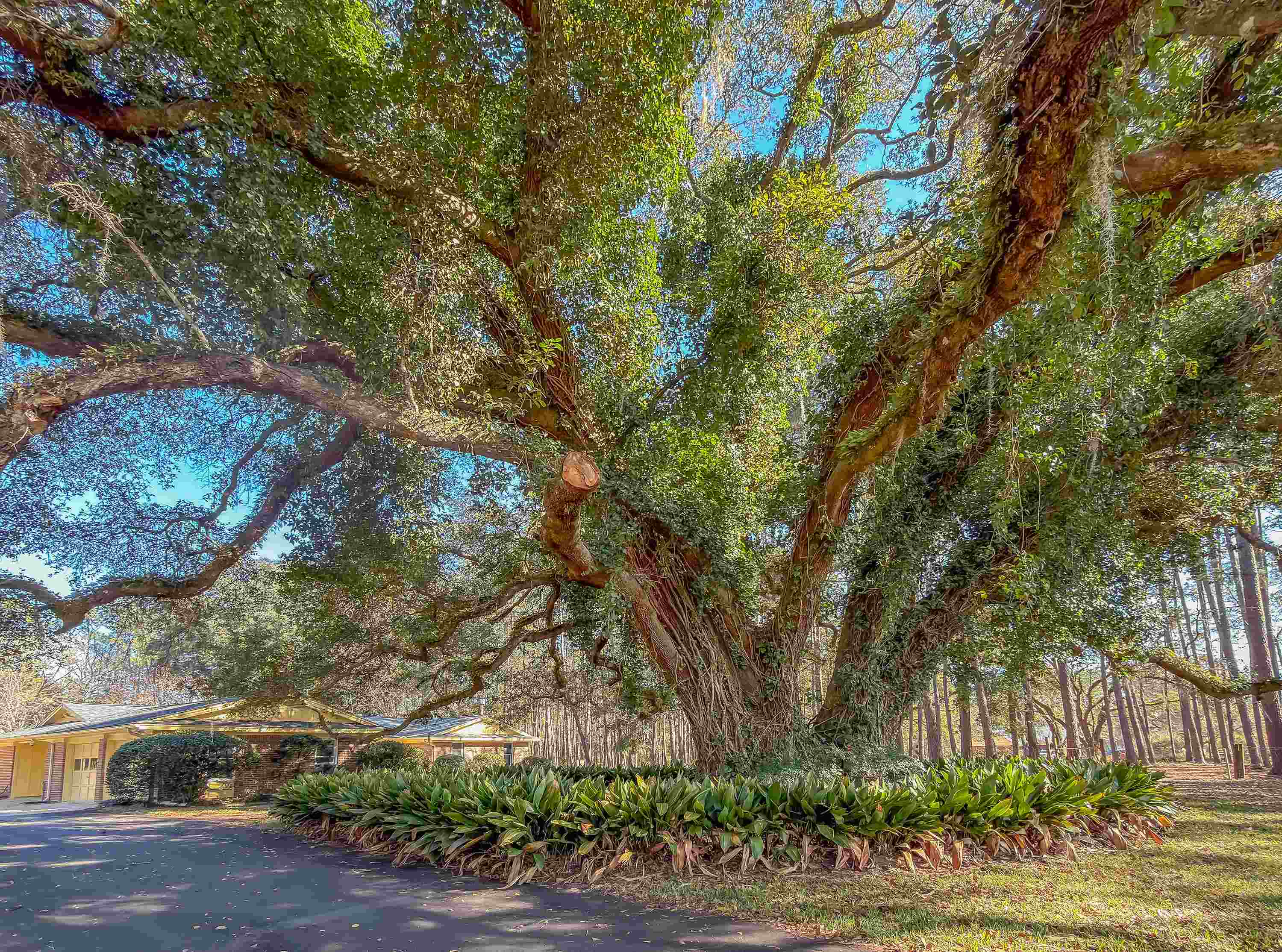 3371 Baum Road Tallahassee, FL 32317 - Photo 23 of 51