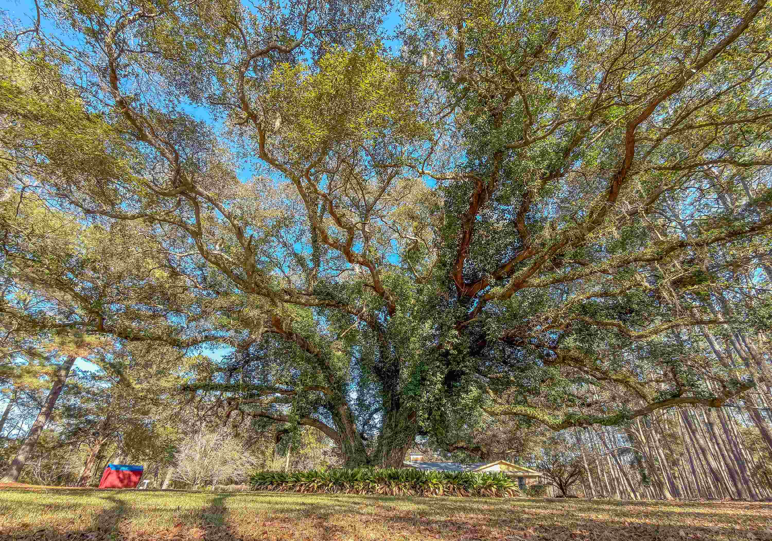3371 Baum Road Tallahassee, FL 32317 - Photo 24 of 51