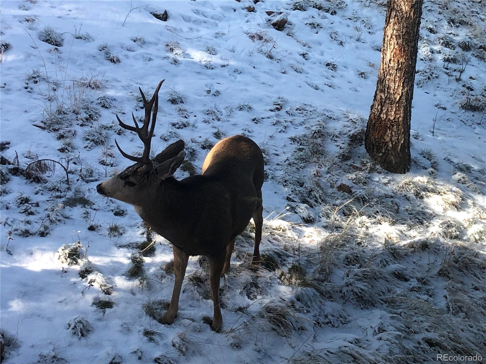 13755 Shiloh Drive Conifer, CO 80433 - Photo 37 of 39