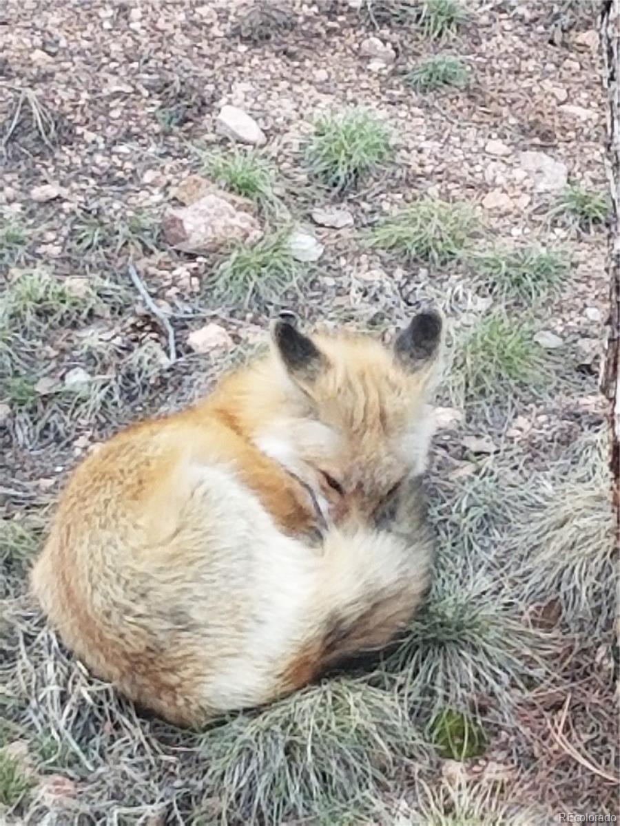 13755 Shiloh Drive Conifer, CO 80433 - Photo 38 of 39