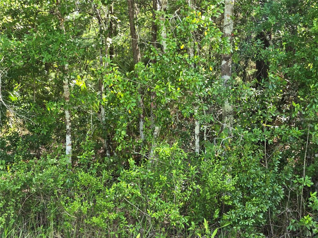 1925 County Road 13 Bunnell, FL 32110 - Photo 8 of 8 a view of a lush green forest