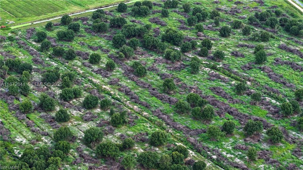 0 2nd Road LaBelle, FL 33935 - Photo 6 of 7 a view of a lush green forest