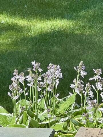 43 Darling Parke Drive Bangor, ME 04401 - Photo 101 of 110 IMG_0026