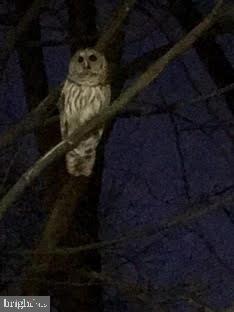 3871 Porter Street Northwest, Unit E293 Washington, DC 20016 - Photo 31 of 57 Wild life in McLean Gardens