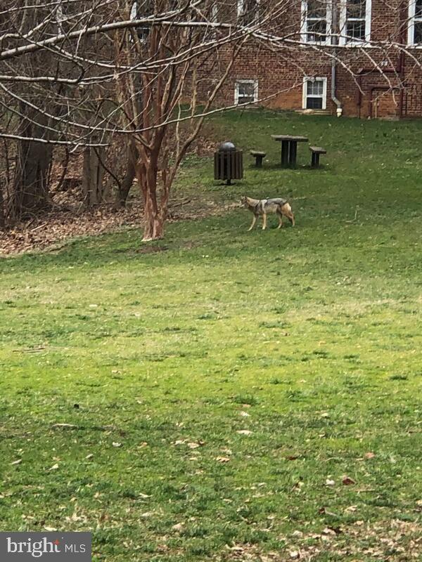 3871 Porter Street Northwest, Unit E293 Washington, DC 20016 - Photo 32 of 57 Wild life in McLean Gardens