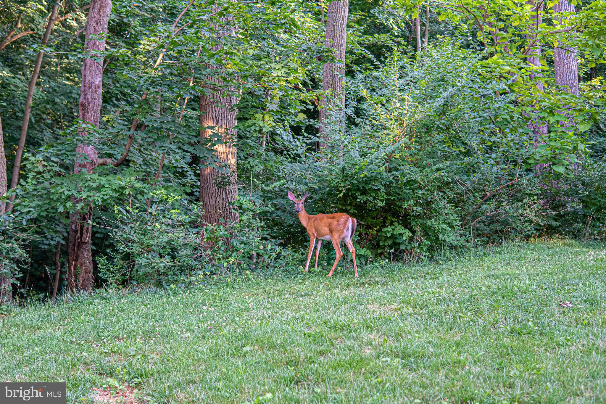 3871 Porter Street Northwest, Unit E293 Washington, DC 20016 - Photo 33 of 57 Wild life in McLean Gardens