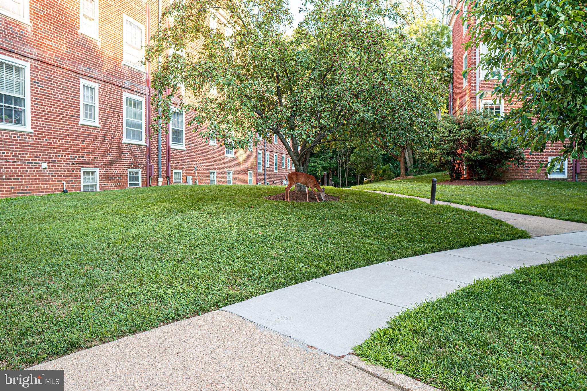 3871 Porter Street Northwest, Unit E293 Washington, DC 20016 - Photo 34 of 57 Wild life in McLean Gardens