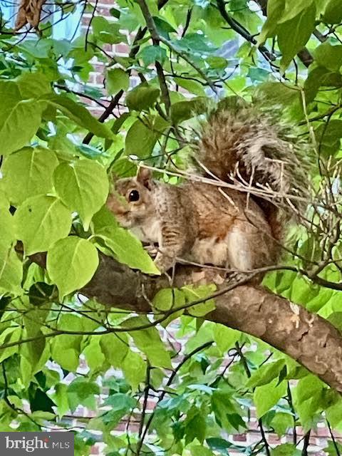 3871 Porter Street Northwest, Unit E293 Washington, DC 20016 - Photo 35 of 57 Wild life in McLean Gardens