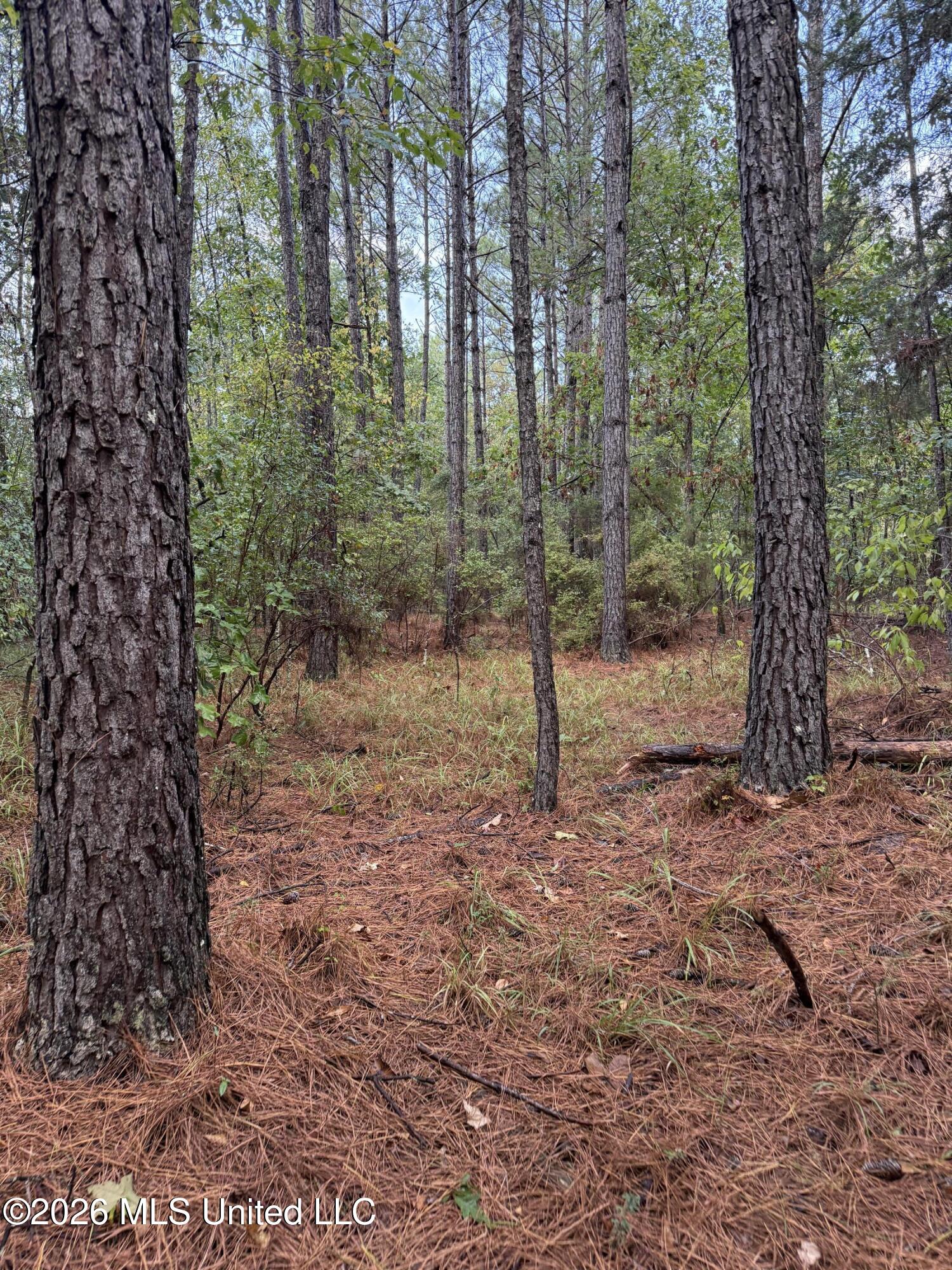 4167 County Road Sallis, MS 39160 - Photo 13 of 38 IMG_8980