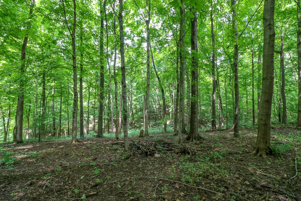 0 Ellis Road Laurelville, OH 43135 - Photo 22 of 41