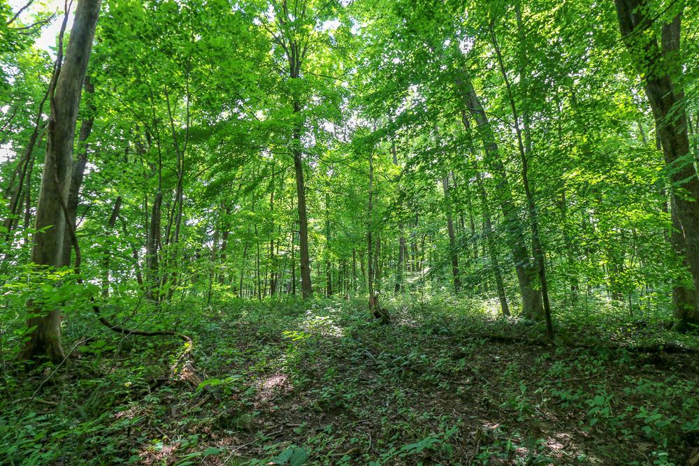 0 Ellis Road Laurelville, OH 43135 - Photo 25 of 41