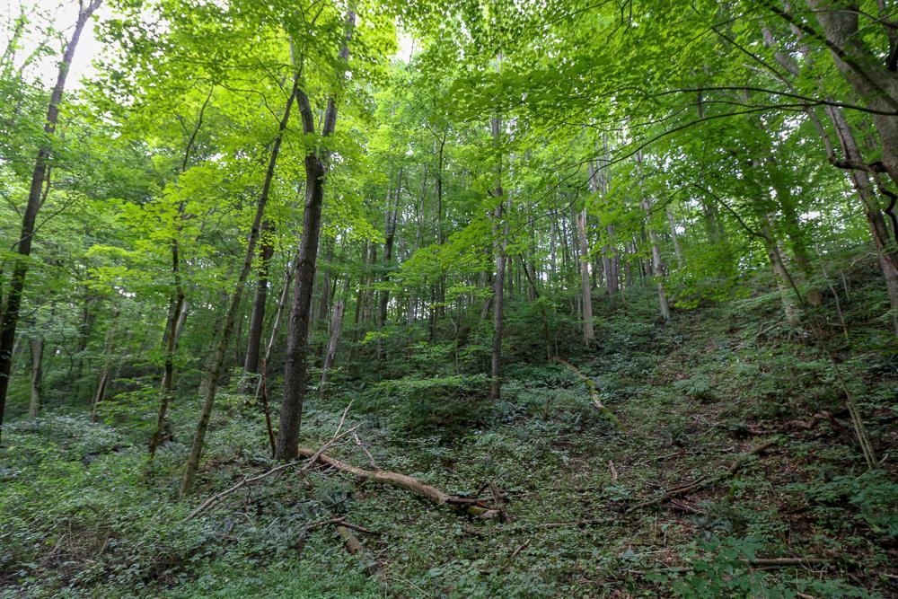 0 Ellis Road Laurelville, OH 43135 - Photo 26 of 41