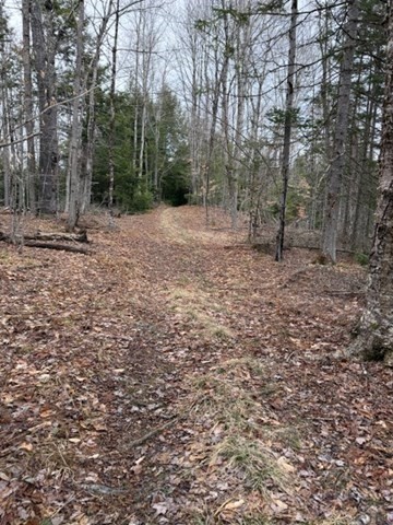 0 Number 9 Road Charlemont, MA 01339 - Photo 3 of 14 a view of a forest with trees in the background