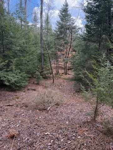 0 Number 9 Road Charlemont, MA 01339 - Photo 4 of 14 a view of a forest with trees