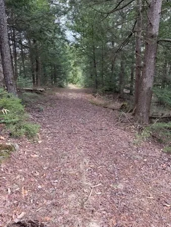 a view of a forest with trees in the background