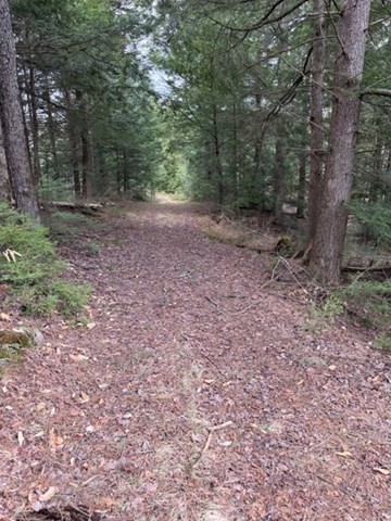 0 Number 9 Road Charlemont, MA 01339 - Photo 5 of 14 a view of a forest with trees in the background