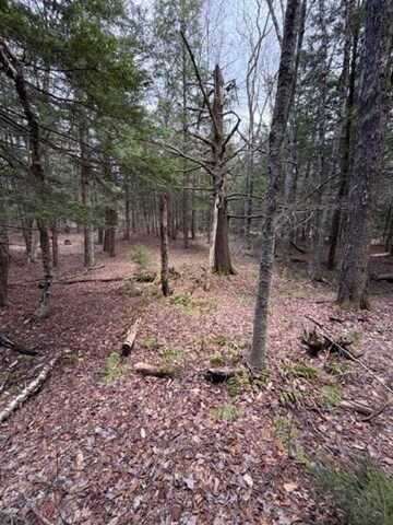 0 Number 9 Road Charlemont, MA 01339 - Photo 8 of 14 a backyard of a house with lots of green space
