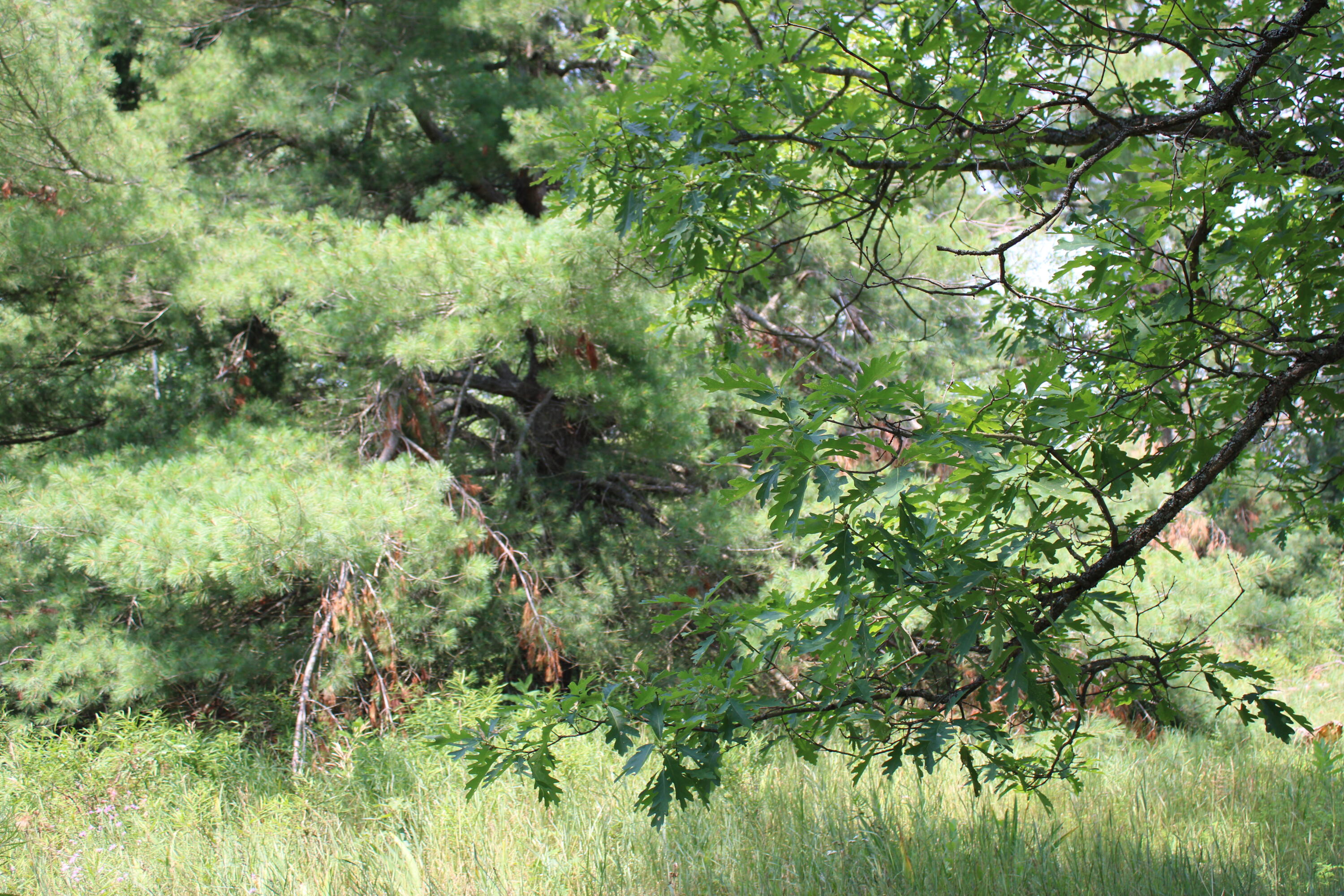 5626 Smith Road Lewiston, MI 49756 - Photo 47 of 50 38