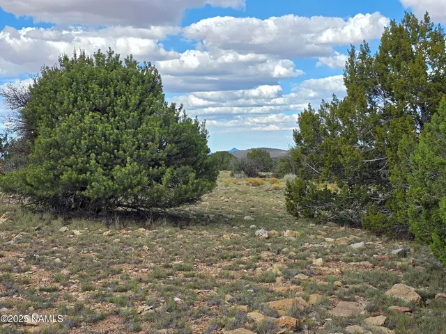 a view of a yard with plants and a bench