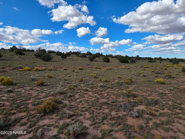 a view of a dry yard with lots of trees