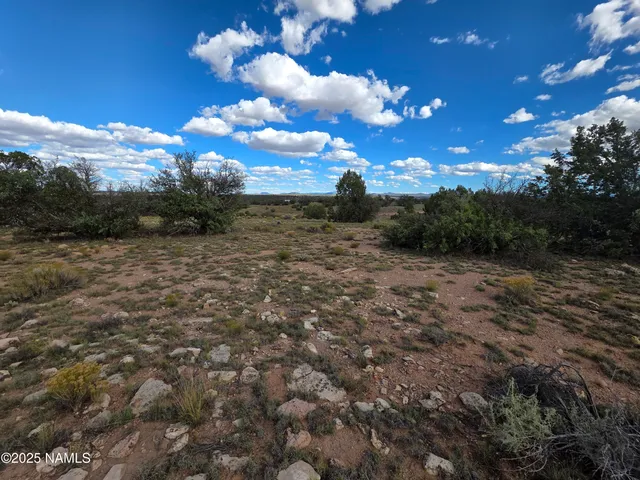 a view of a bunch of trees