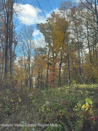 a view of forest