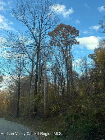 a view of a forest