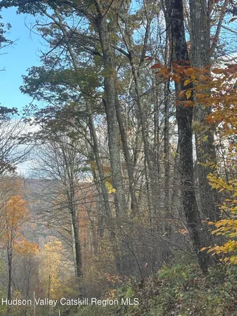 a picture of tree