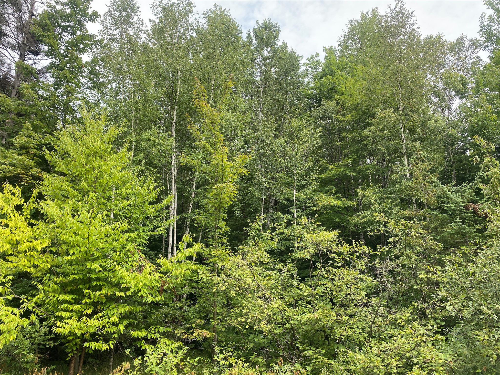 On Maple Ridge Road Butternut, WI 54514 - Photo 2 of 5