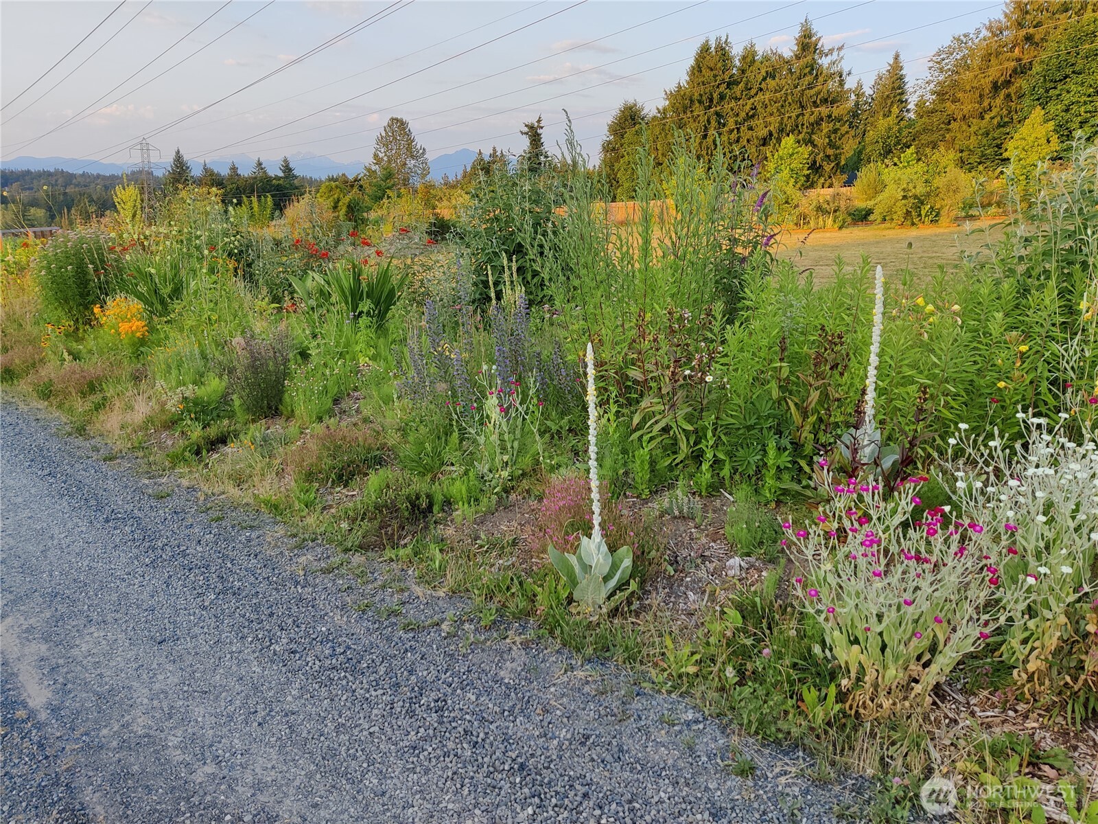 8017 64th Street Southeast Snohomish, WA 98290 - Photo 37 of 39 a view of a garden with trees