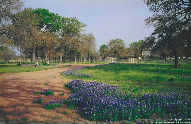 a street view with large trees