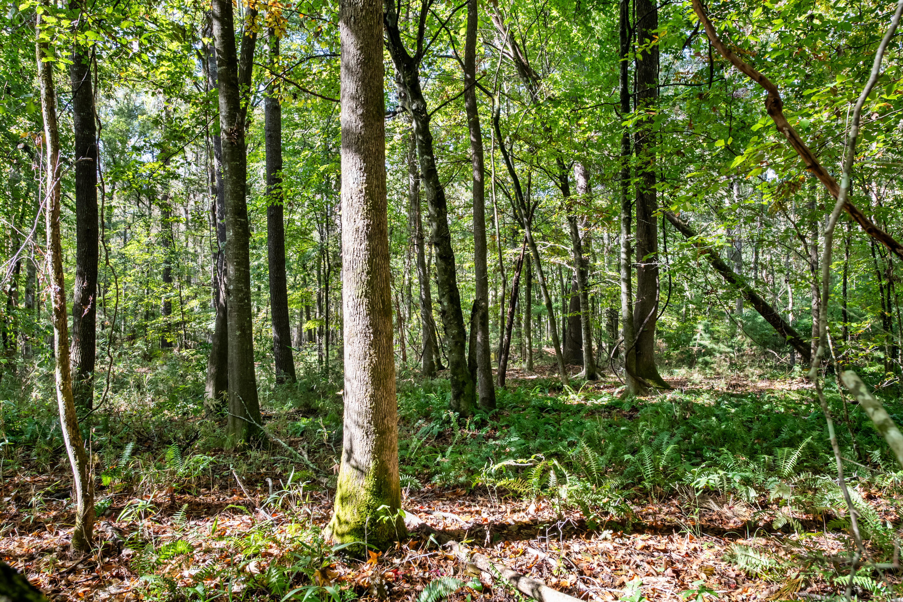 527-acres Spring Grove Road Adams Run, SC 29426 - Photo 22 of 44 HFL_OSBORNE TRACT-29