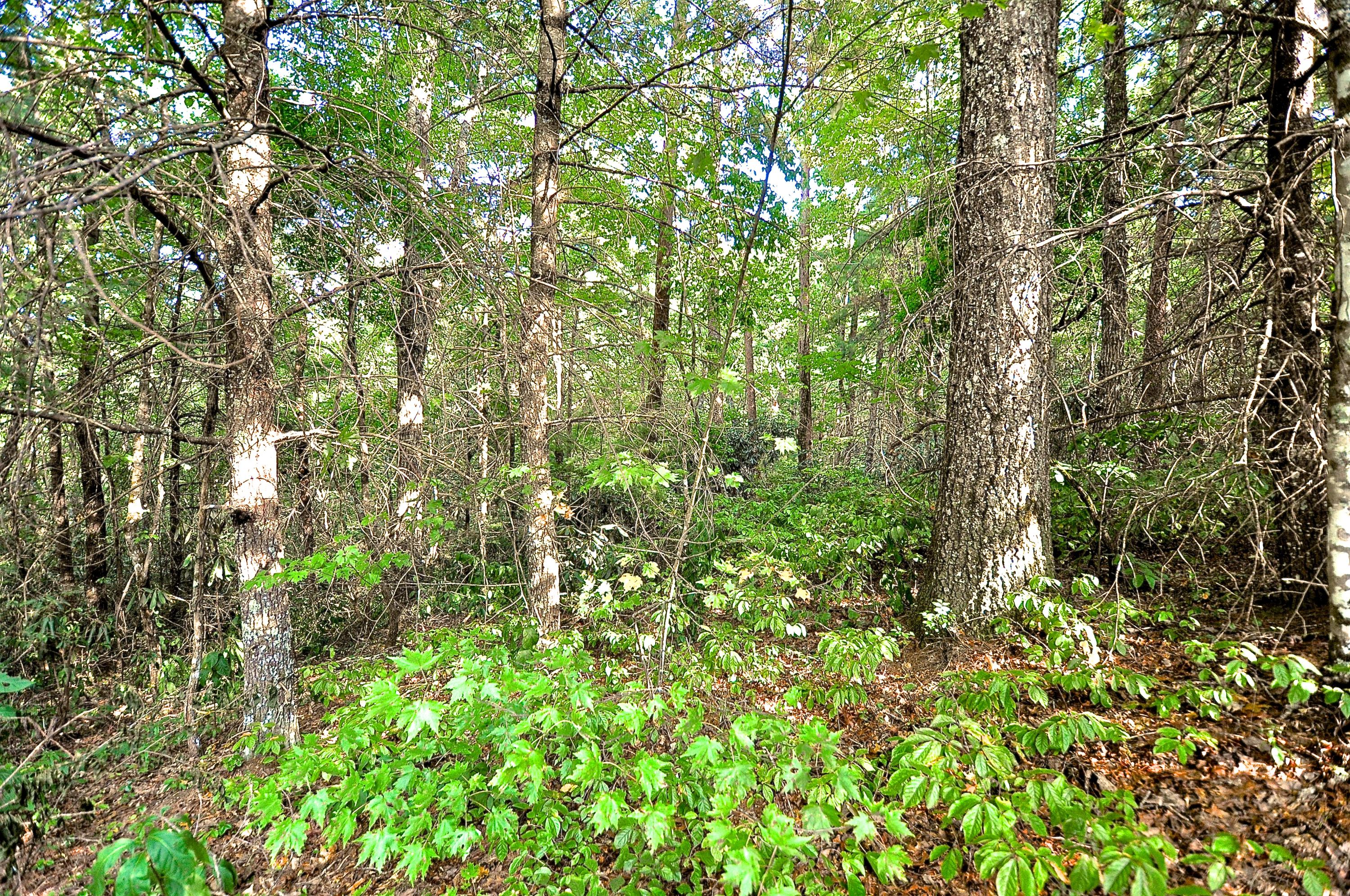 Laurel Valley Road Townsend, TN 37882 - Photo 1 of 1 DSC_0030