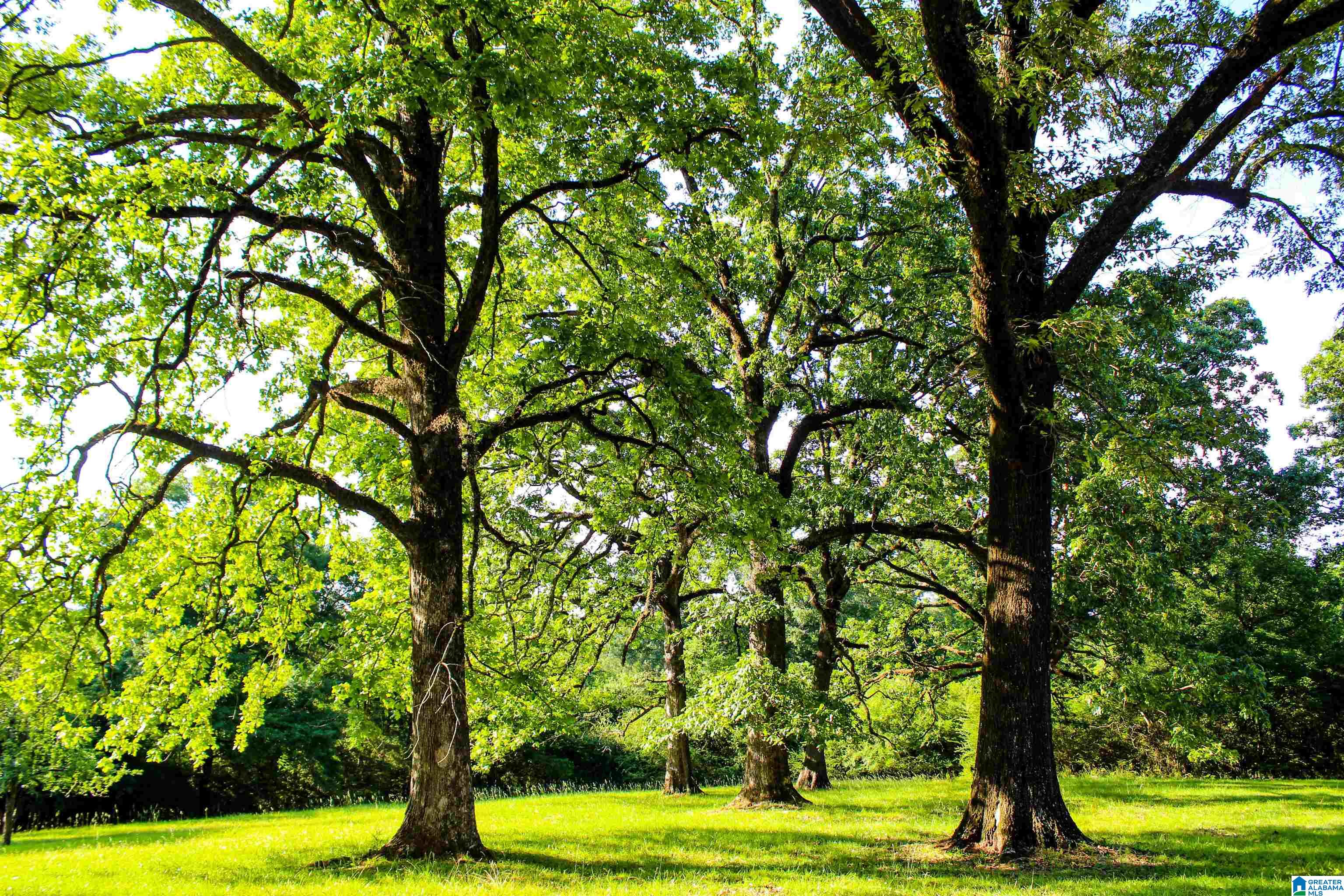 1505 King Street Montevallo, AL 35115 - Photo 4 of 60