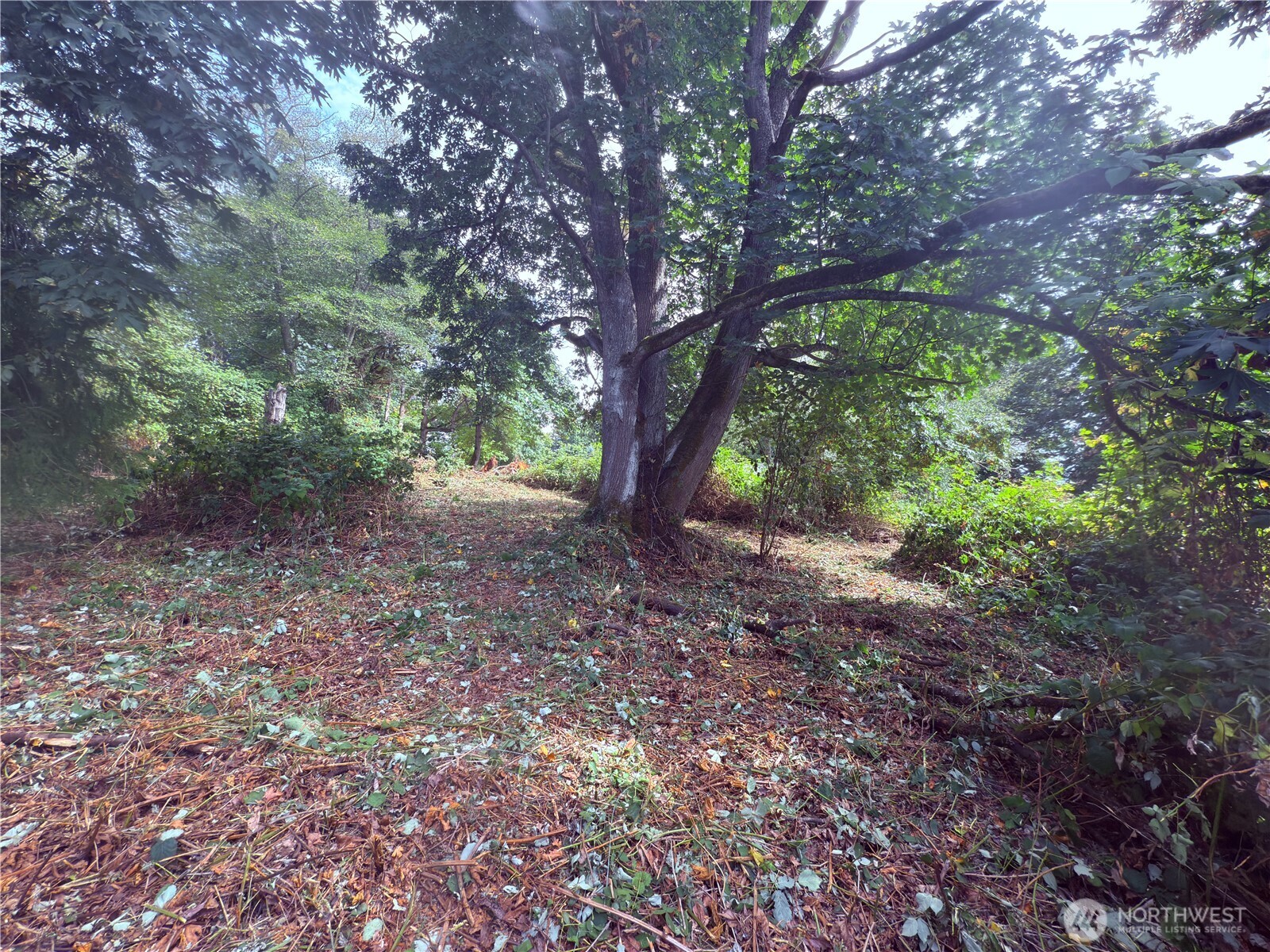 74 M Skagit Way Hat Island, WA 98201 - Photo 12 of 31 a view of a forest with trees