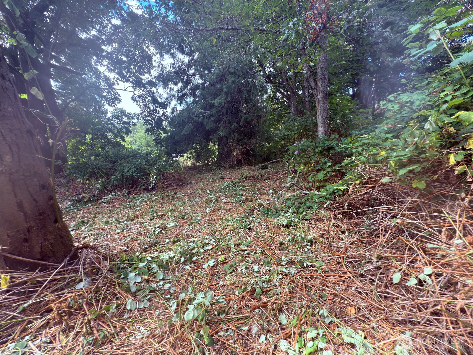 74 M Skagit Way Hat Island, WA 98201 - Photo 16 of 31 a backyard of a house with lots of green space