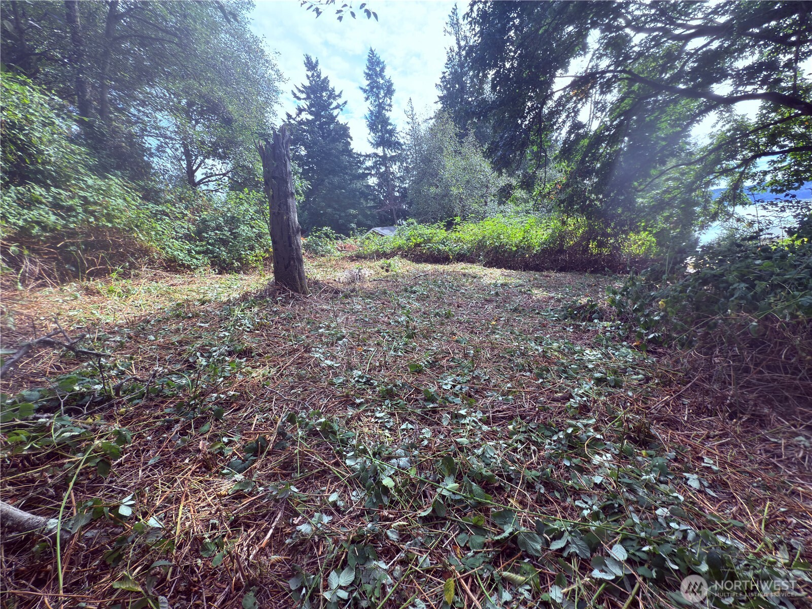74 M Skagit Way Hat Island, WA 98201 - Photo 17 of 31 a view of a forest with trees