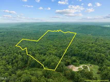 a view of a forest with trees