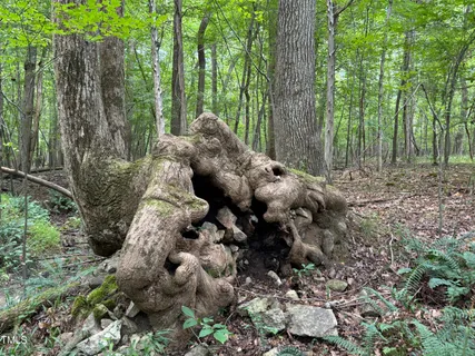 a view of a forest with trees
