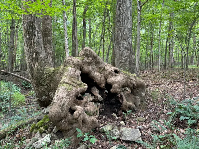 a view of a forest with trees