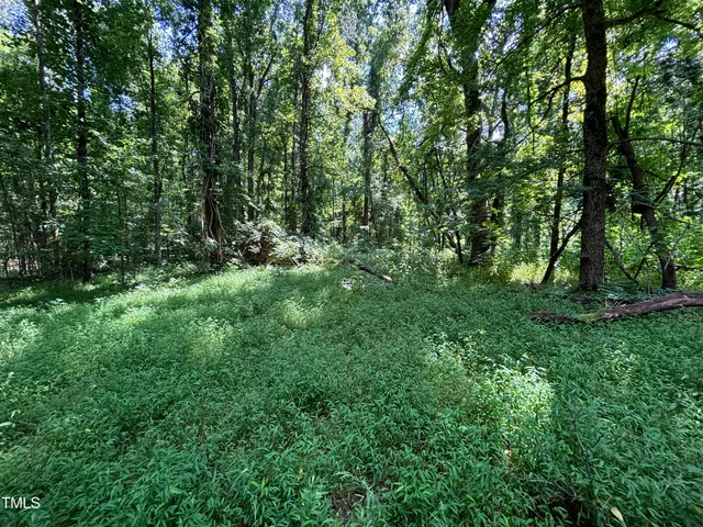 a view of a lush green forest