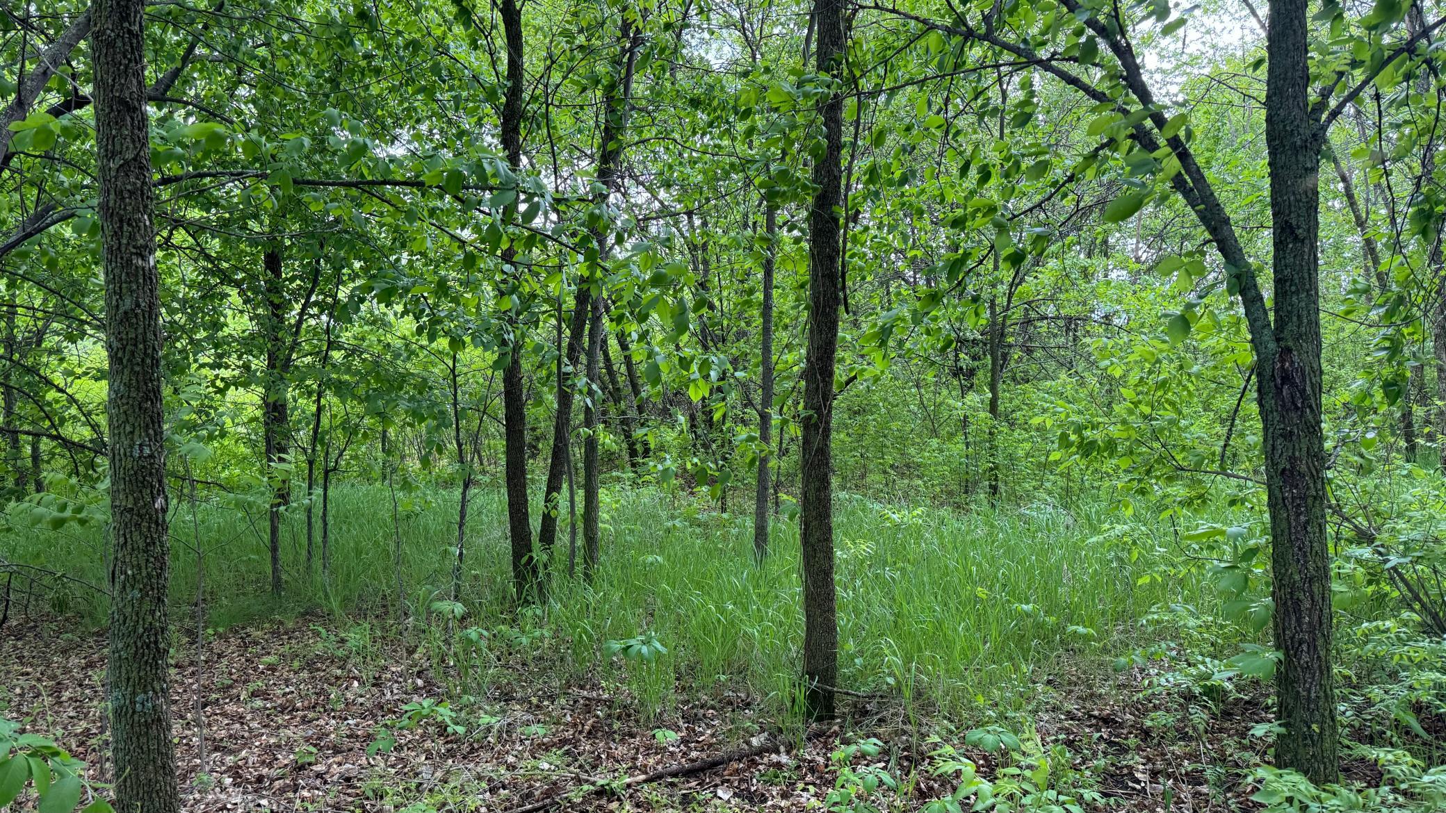 Lot 16 Sunset Strip Northwest Alexandria, MN 56308 - Photo 34 of 45