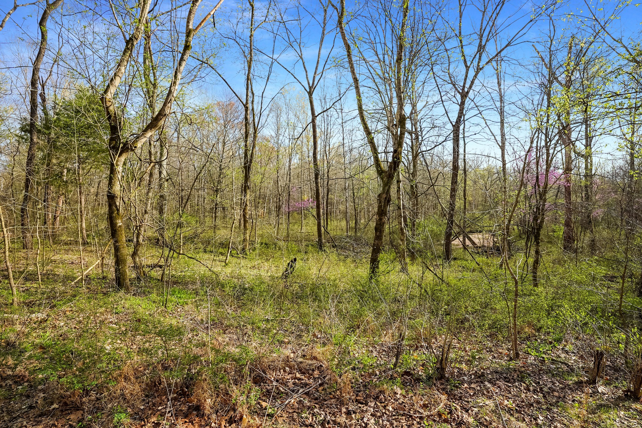 0 Melton Springs Road Dover, TN 37058 - Photo 1 of 12 Gallery Image 1