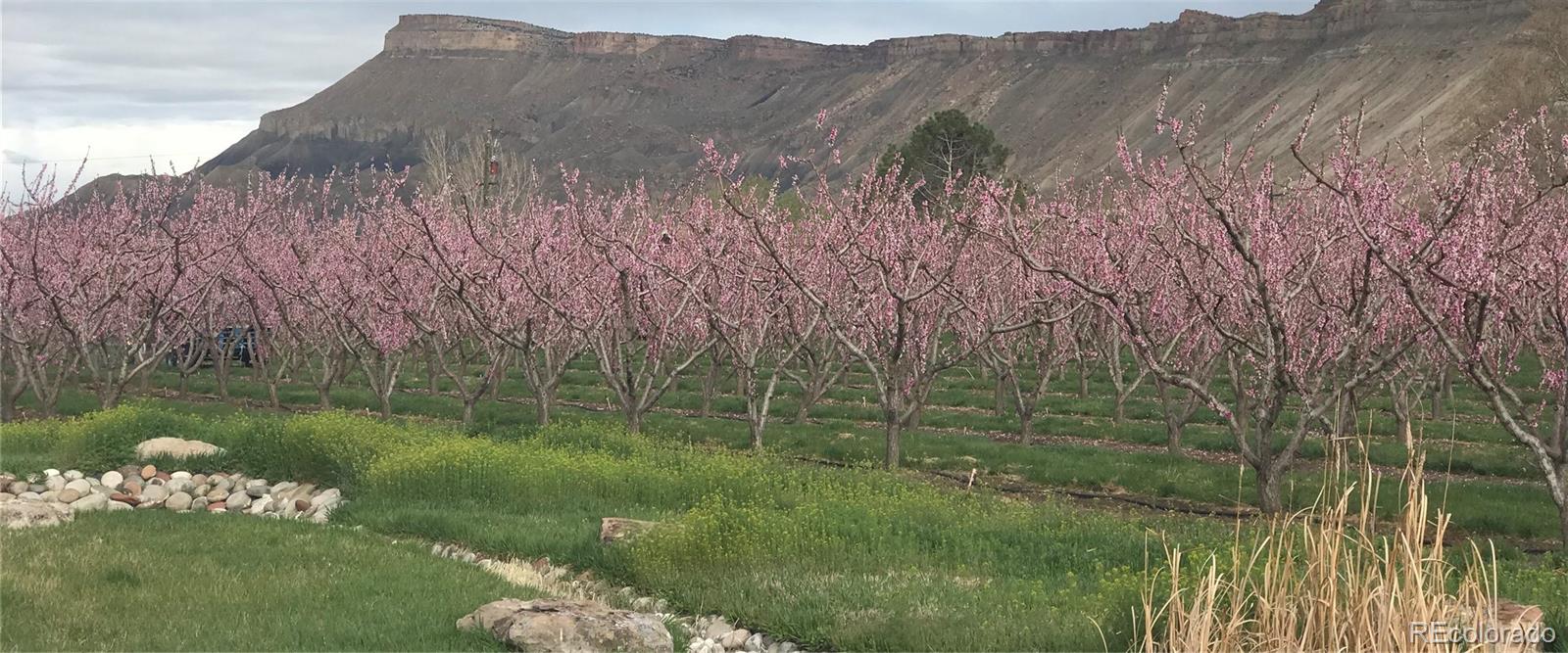 3875 F F 3/4 Road Palisade, CO 81526 - Photo 41 of 45 a view of a lush green outdoor space with a lake view