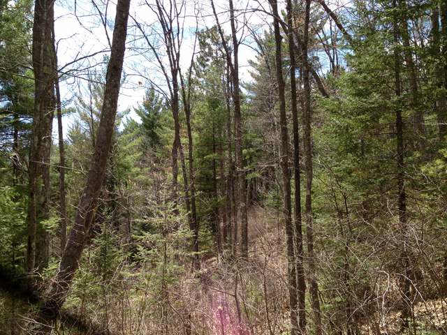 40-acres Hilts Lake Road Rhinelander, WI 54501 - Photo 5 of 18 Gallery Image 5